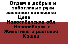 Отдам в добрые и заботливые руки ласковое солнышко › Цена ­ 1 000 - Новосибирская обл., Новосибирск г. Животные и растения » Кошки   